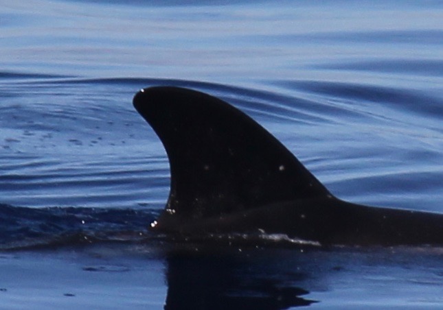 RightDorsal