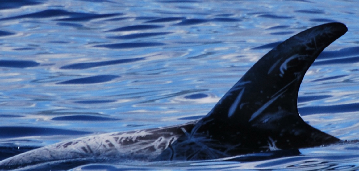 LeftDorsal