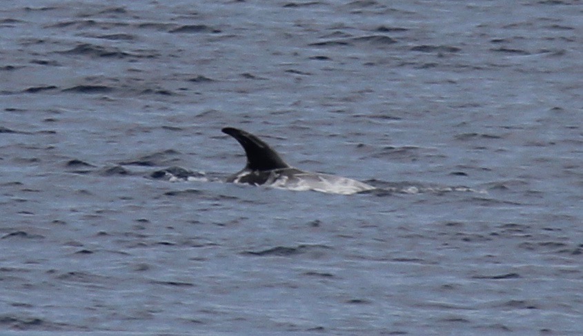 RightDorsal