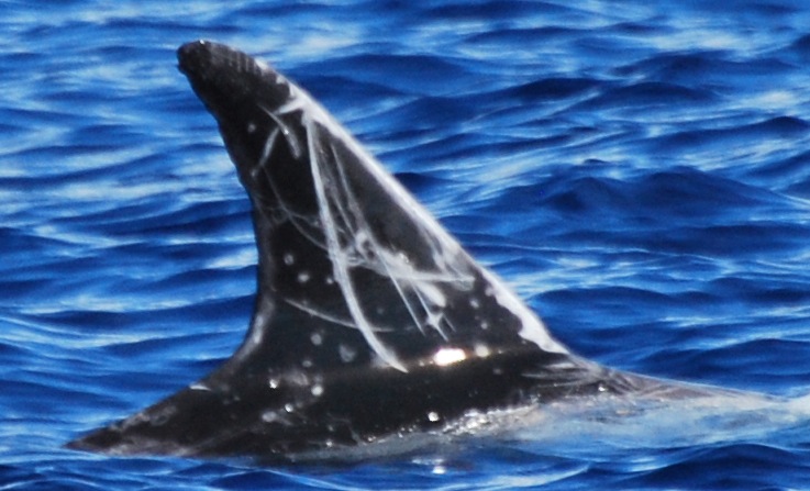 RightDorsal