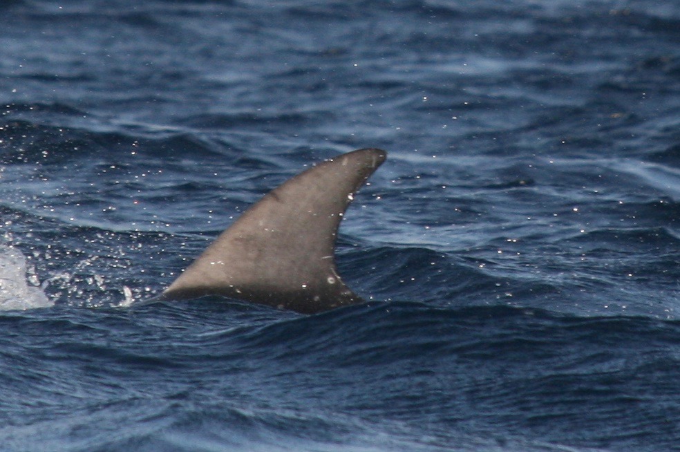 LeftDorsal