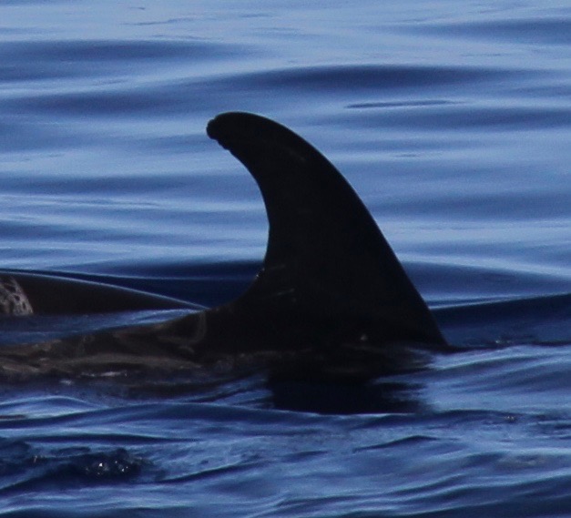 RightDorsal
