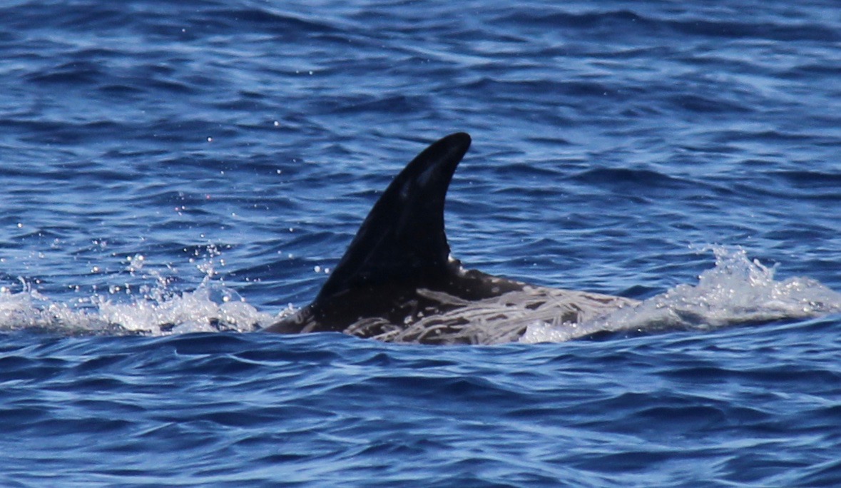 LeftDorsal