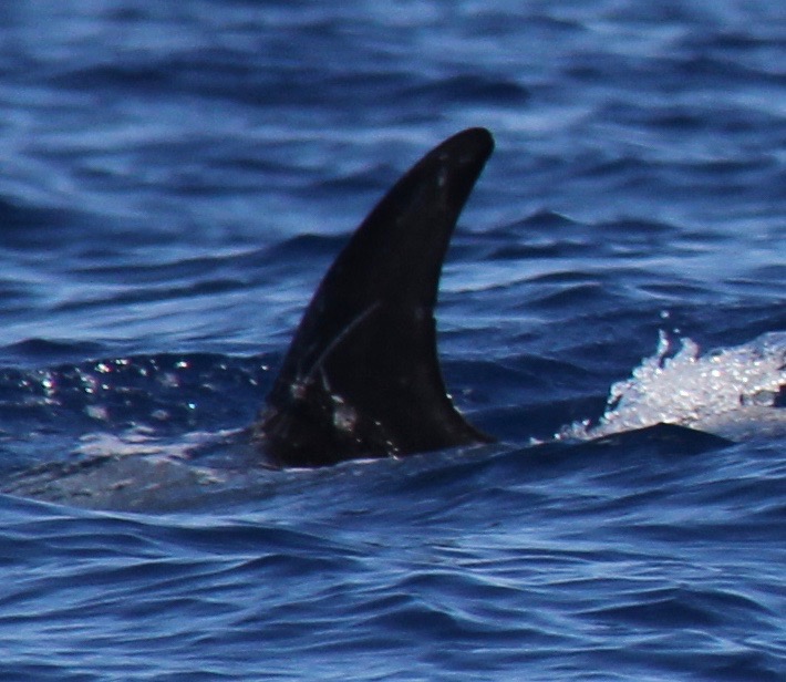 LeftDorsal