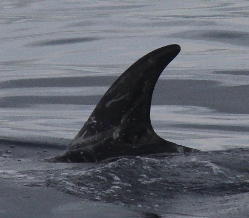 LeftDorsal