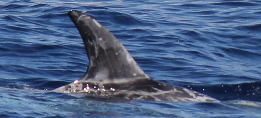 RightDorsal