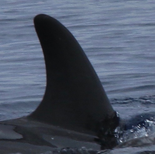 RightDorsal