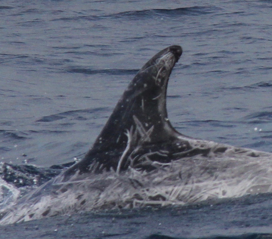 LeftDorsal