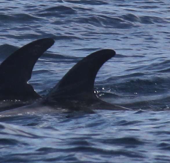 LeftDorsal