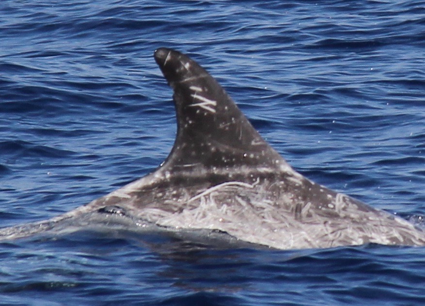 RightDorsal