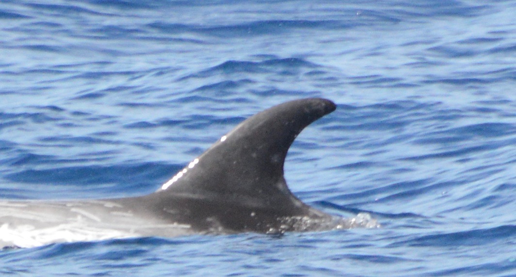 LeftDorsal