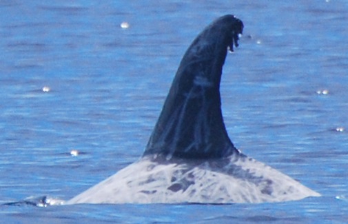 LeftDorsal