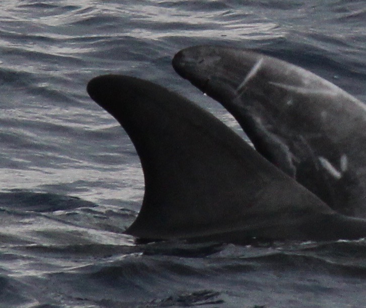 RightDorsal