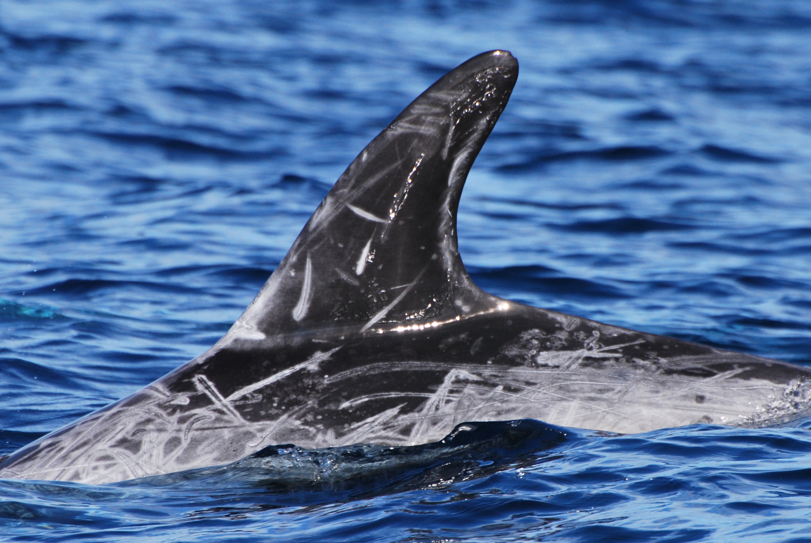 LeftDorsal