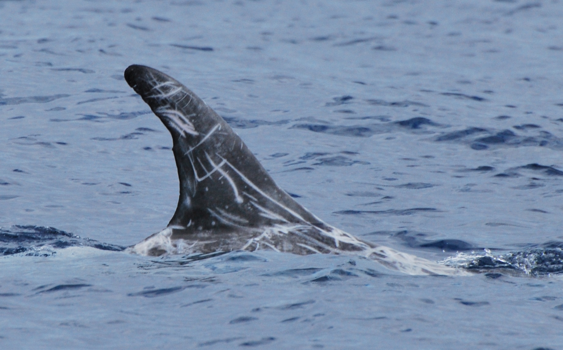 RightDorsal