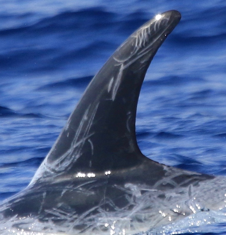 LeftDorsal
