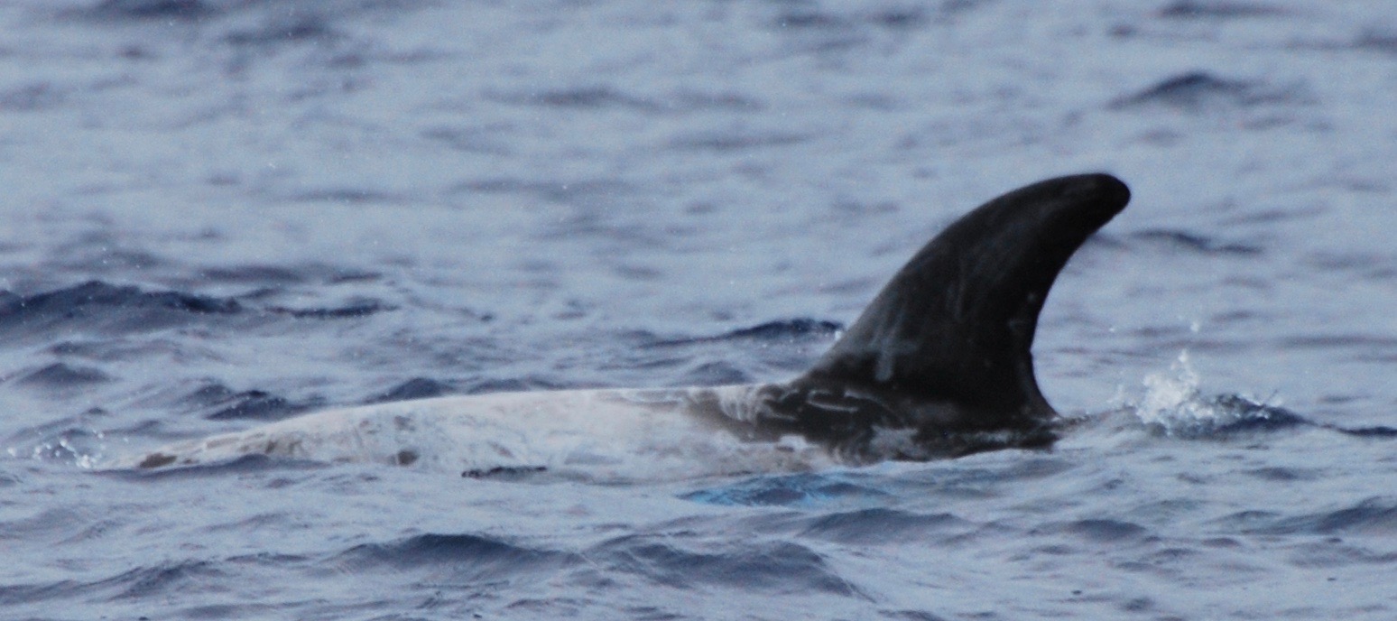 LeftDorsal