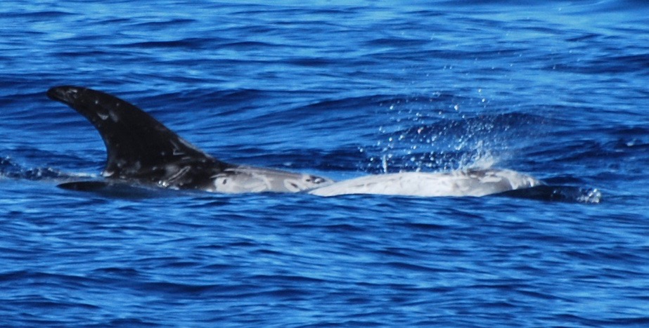 RightDorsal