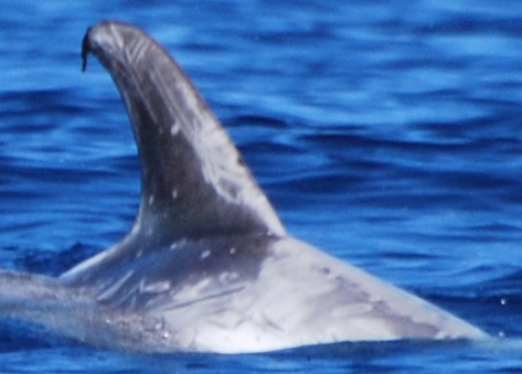 RightDorsal