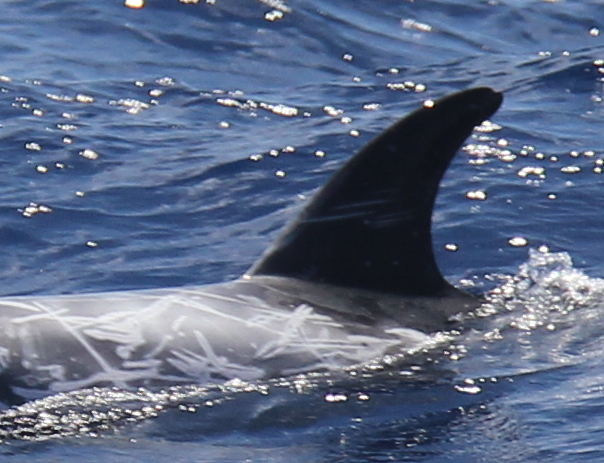 LeftDorsal