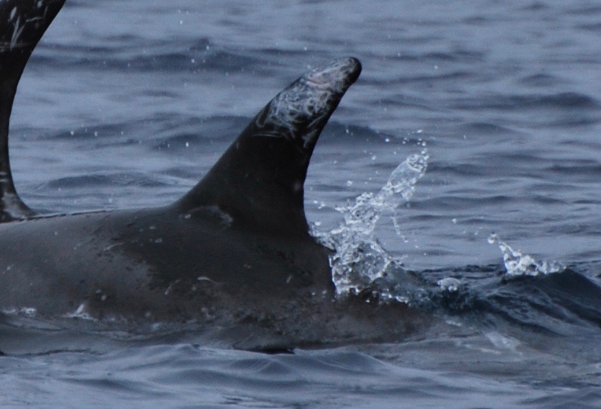 LeftDorsal