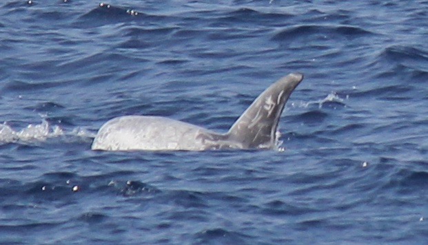 LeftDorsal