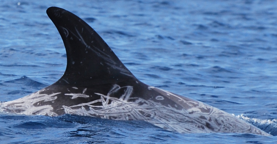 RightDorsal