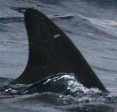 RightDorsal