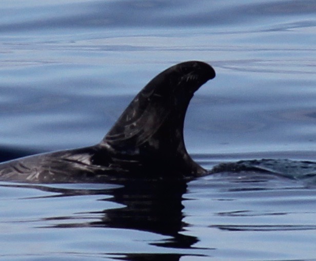 LeftDorsal