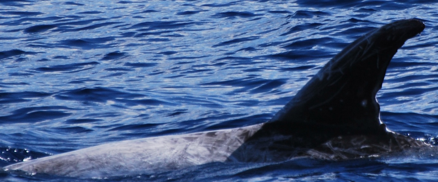 LeftDorsal