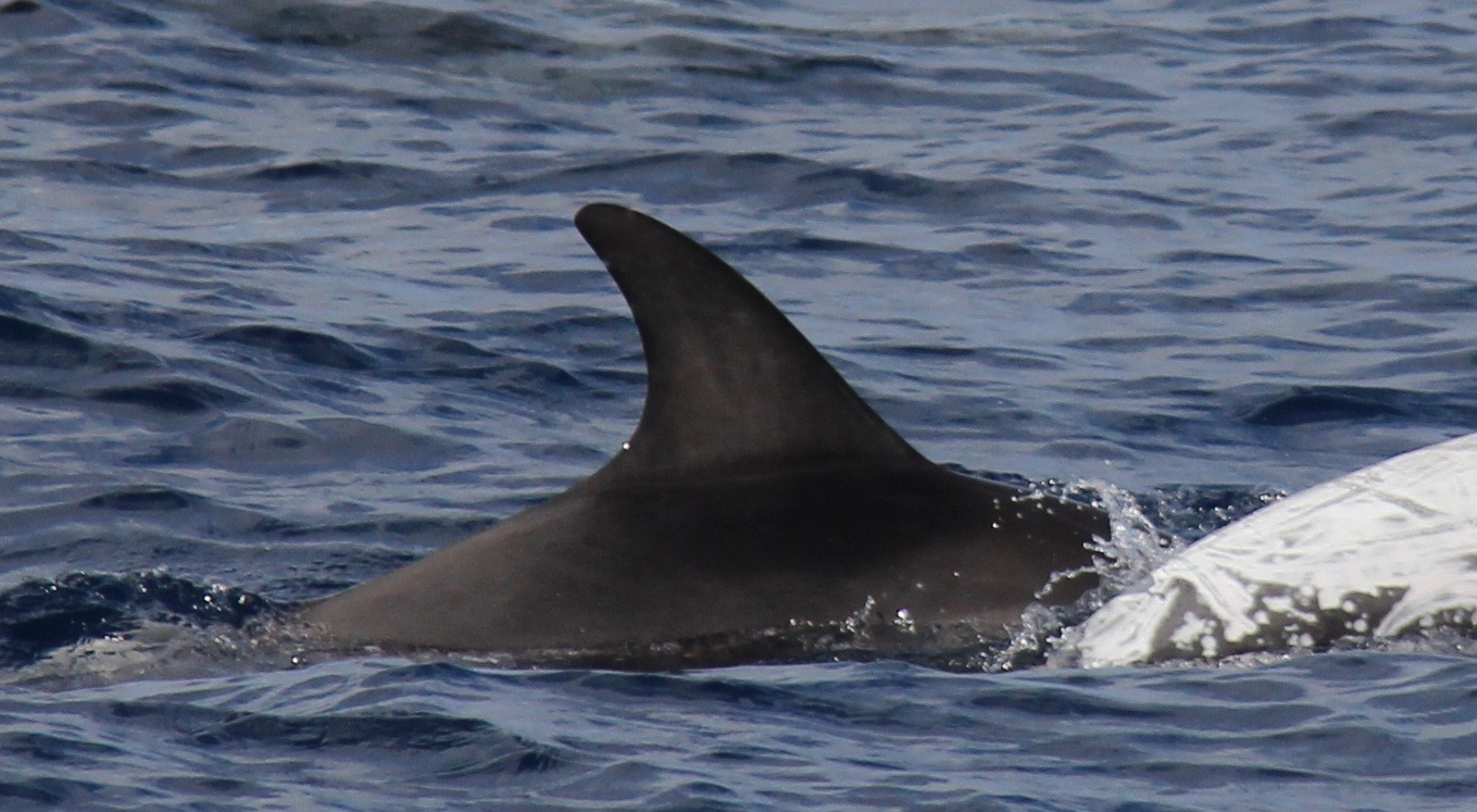 RightDorsal