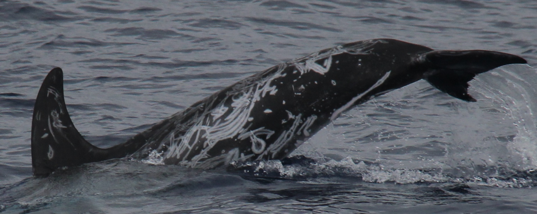 LeftDorsal