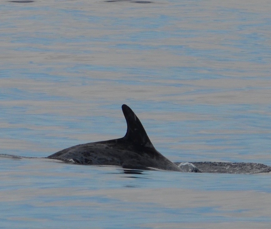 RightDorsal