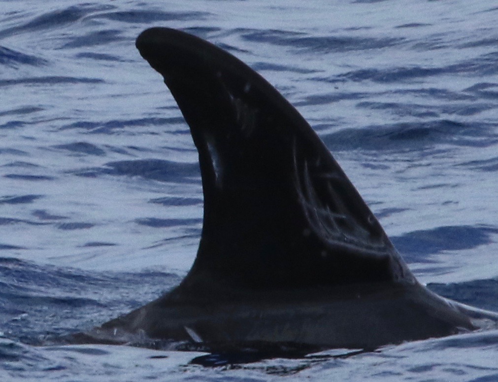 RightDorsal
