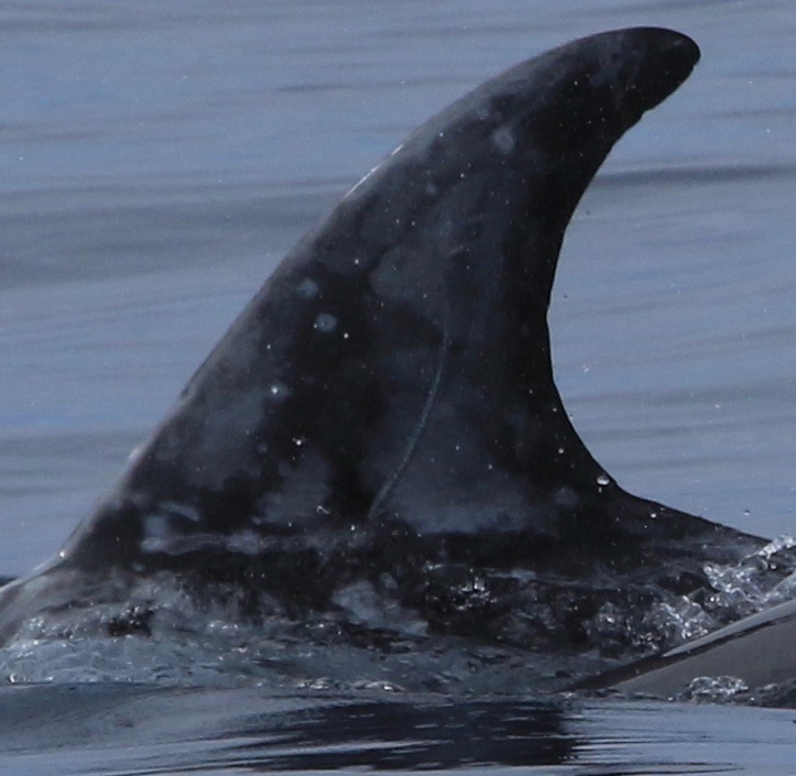 LeftDorsal