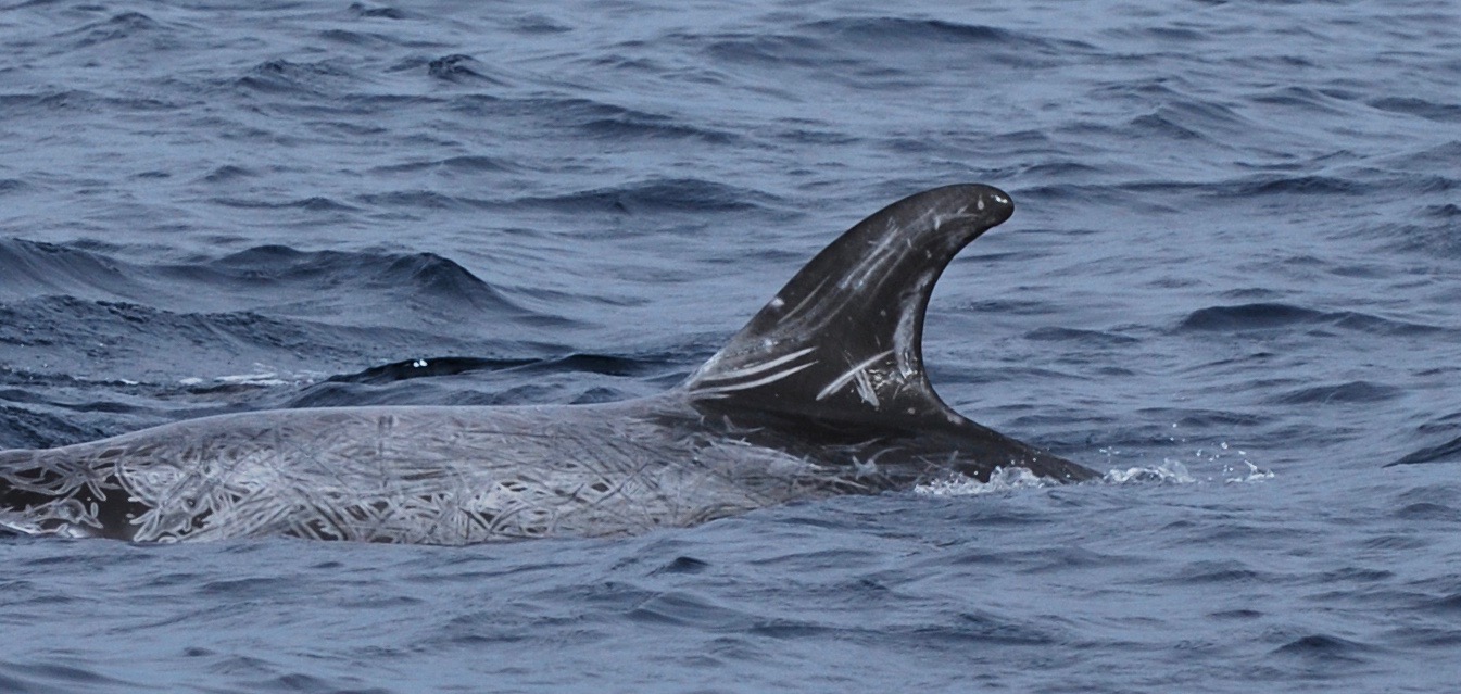 LeftDorsal