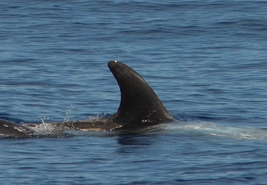 RightDorsal
