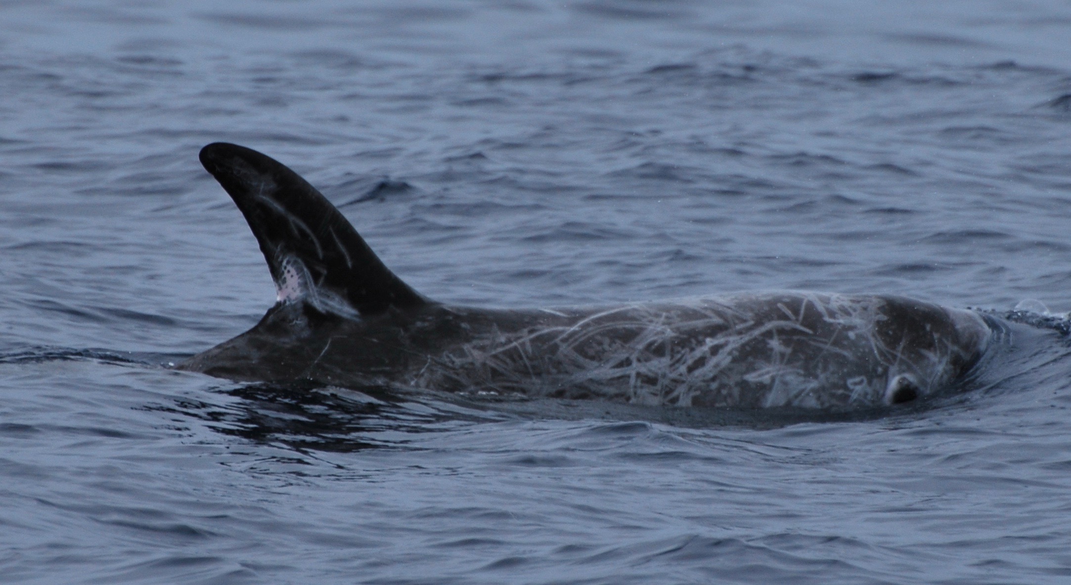 RightDorsal