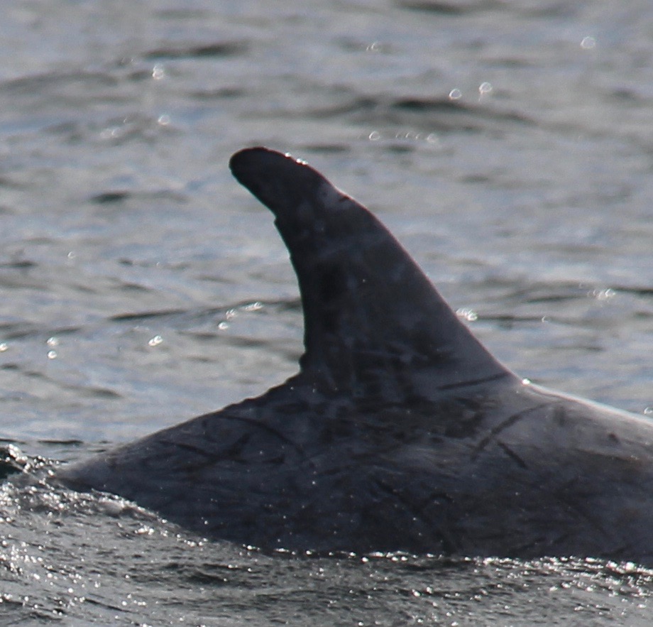 RightDorsal