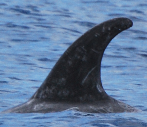 LeftDorsal