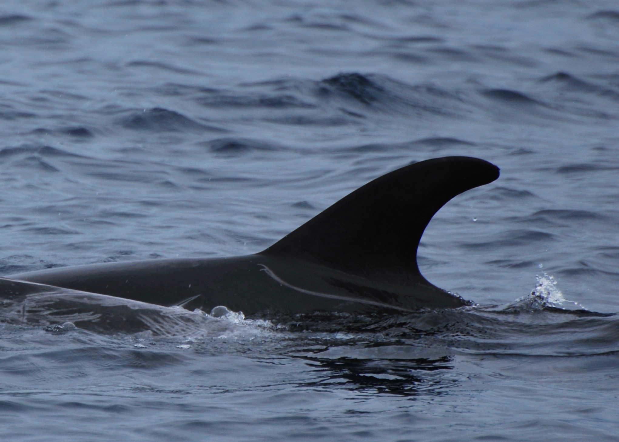 LeftDorsal