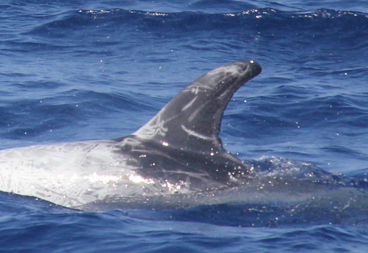 LeftDorsal