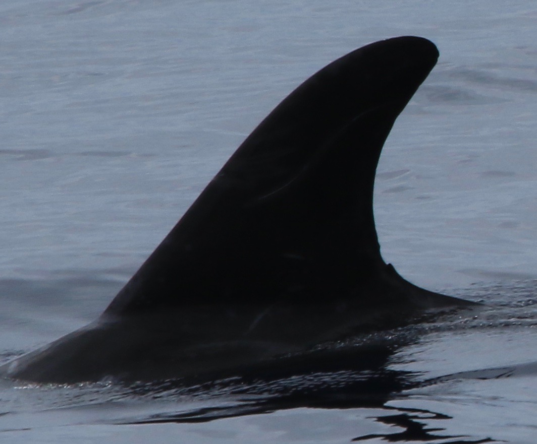 LeftDorsal