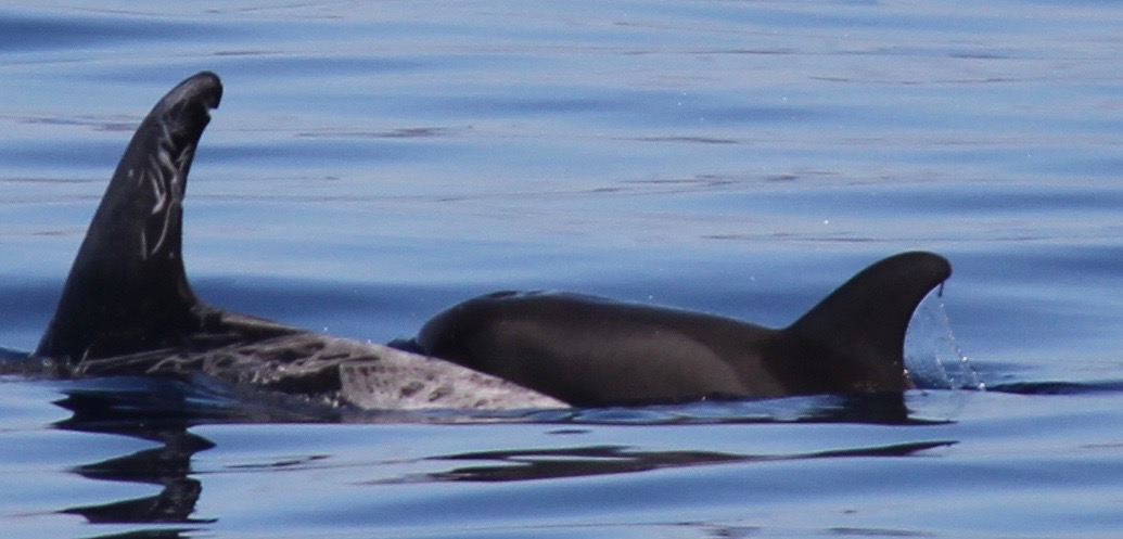 LeftDorsal