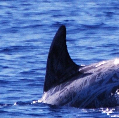 LeftDorsal