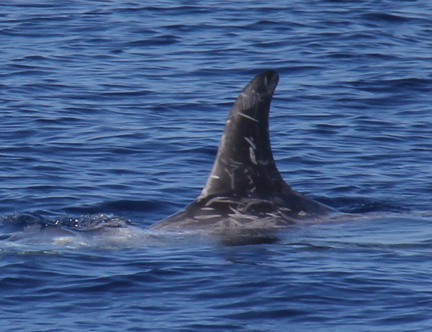 LeftDorsal