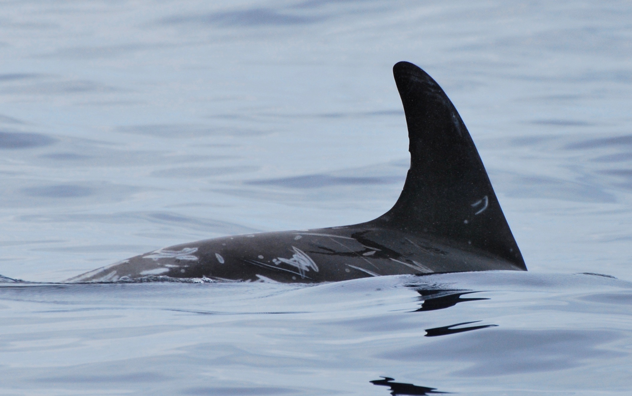 RightDorsal