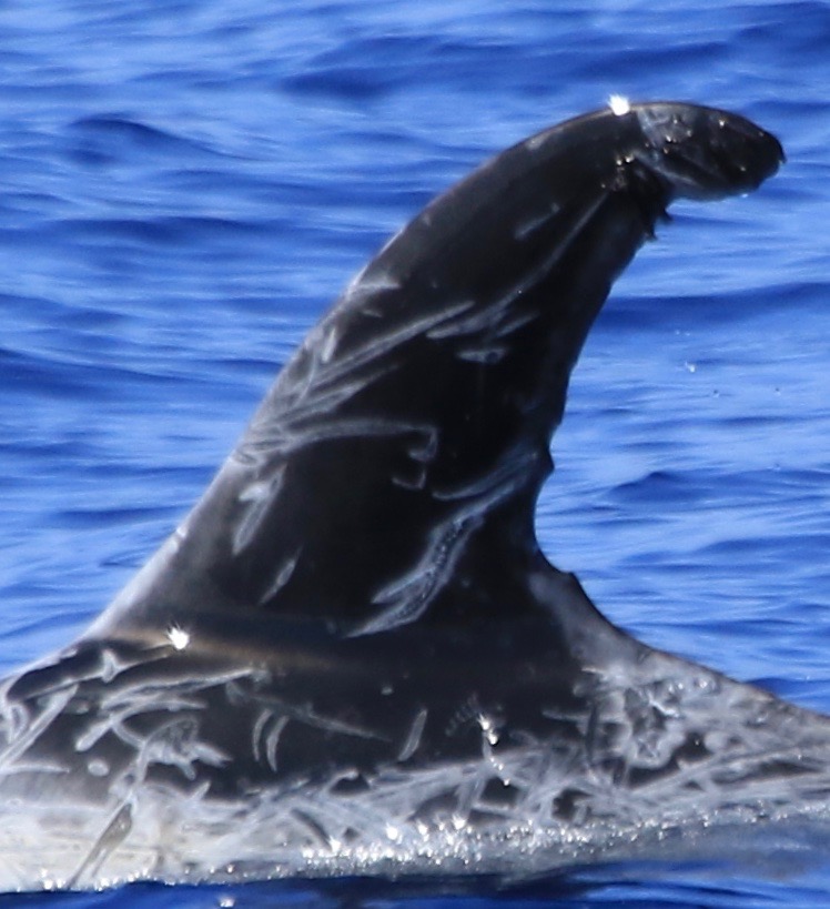 LeftDorsal