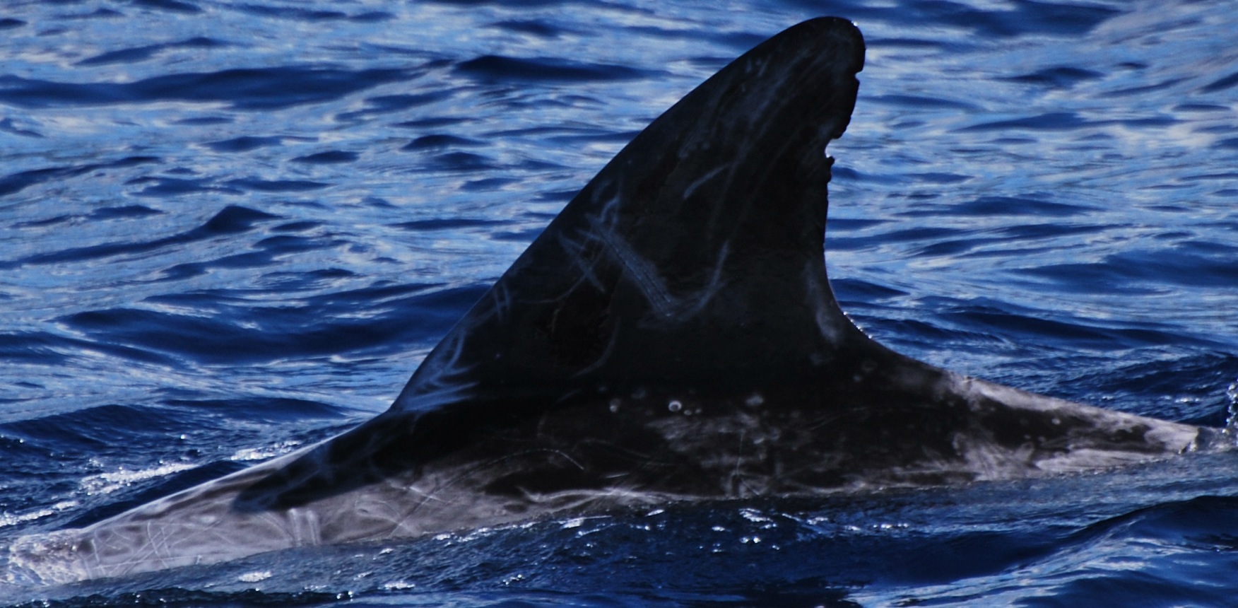 LeftDorsal