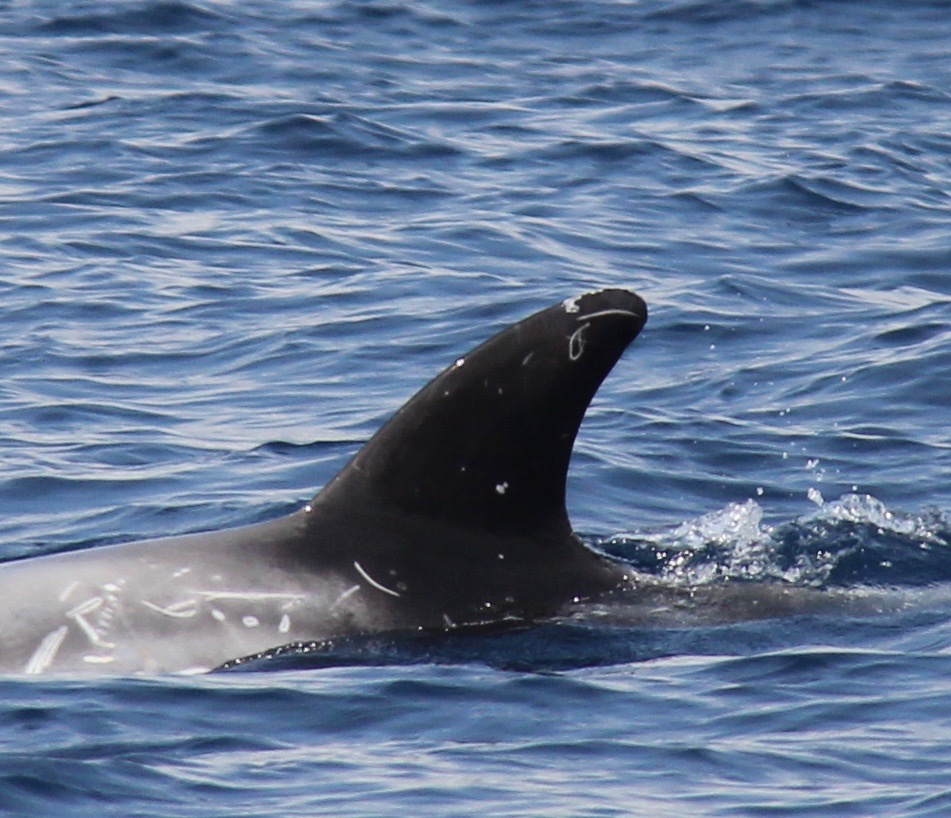 LeftDorsal